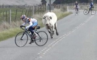 rsz_cow_chasing_cyclist